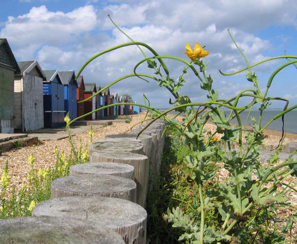 A view at Calshot